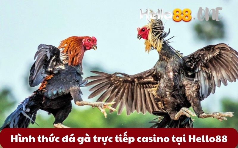 Hinh-thuc-da-ga-truc-tiep-casino-tai-Hello88