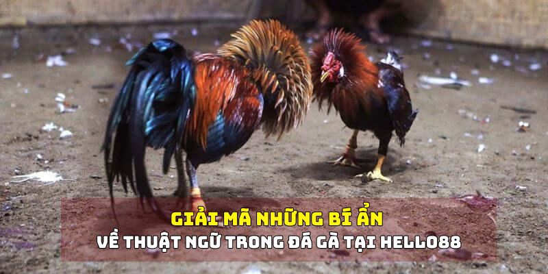 Lý do nên tìm hiểu các thuật ngữ trong đá gà cùng Hello88