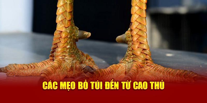 cac-meo-bo-tui-den-tu-cao-thu