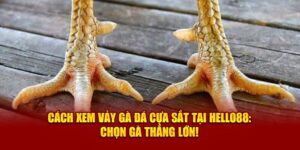 cach-xem-vay-ga-da-cua-sat-tai-hello88-chon-ga-thang-lon