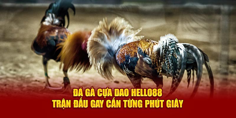 da-ga-cua-dao-hello88-tran-dau-gay-can-tung-phut-giay