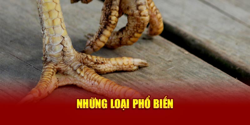 nhung-loai-pho-bien